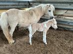 Shetland pony, Dieren en Toebehoren, Pony's