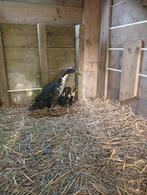 loopeendjes, Dieren en Toebehoren, Eend