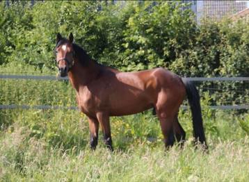 D Pony beschikbaar voor biedingen