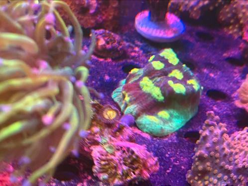 JF raja rampage chalice, Dieren en Toebehoren, Vissen | Aquariumvissen, Zoutwatervis, Overige typen