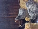 Cochin groothoen haan blauw, Dieren en Toebehoren, Pluimvee