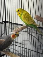 Perruches + volière et accessoires, Enlèvement, Volière