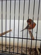 Kanaries donker rood pigment, Dieren en Toebehoren, Meerdere dieren, Kleurkanarie