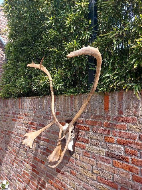 Schedel kariboe XXXL gewei taxidermie opgezette hert curiosa, Verzamelen, Dierenverzamelingen, Schedel, Hert, Ophalen