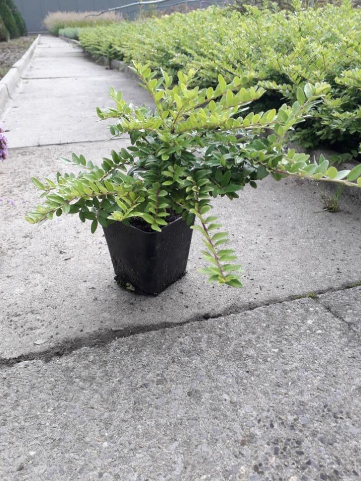 Lonicera nitida 'Maigrün'/ Chinese kamperfoelie, Tuin en Terras, Planten | Struiken en Hagen, Ophalen