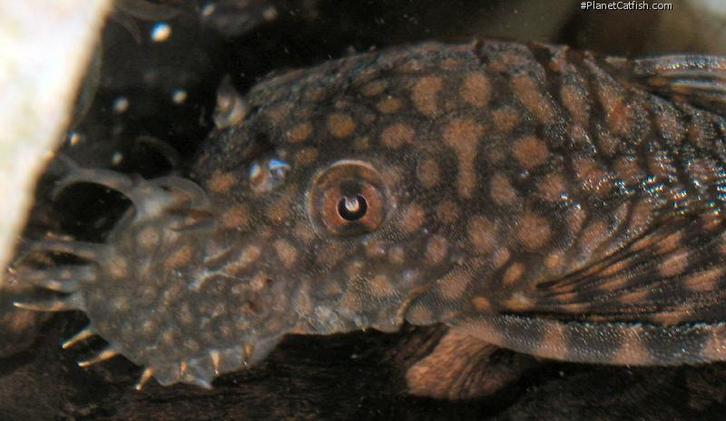 Ancistrus sp rio intenez paruquay, Dieren en Toebehoren, Vissen | Aquaria en Toebehoren, Ophalen