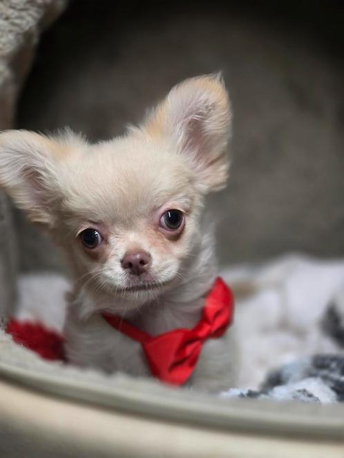 langharig creme reutje, Dieren en Toebehoren, Honden | Chihuahua's en Gezelschapshonden, Reu, Chihuahua, Fokker | Hobbymatig, Meerdere