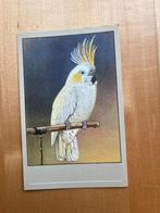 Postkaart Kaketoe, Verzamelen, Verzenden, Ongelopen, Overige thema's