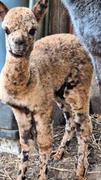 Harlekijn alpaca's merries, Dieren en Toebehoren, Augustus, Vrouwelijk