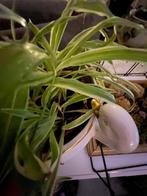 Plant, Ophalen, In pot