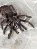 Chilobrachys natanicharum (Electric blue) mannetje, Animaux & Accessoires, Insectes & Araignées