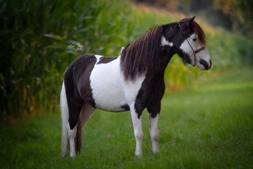2 mini paarden te koop, Dieren en Toebehoren, Pony's, Hengst, 3 tot 6 jaar, Met stamboom, Ontwormd, Ingeënt