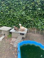 Koppel mandarijneend zwart x blond, Dieren en Toebehoren, Pluimvee, Meerdere dieren, Eend