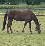 Fokmerrie (indoctro x nimmerdor) drachtig, Dieren en Toebehoren, Paarden, Merrie, Springpaard, Gechipt, Niet van toepassing