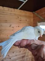 Gezocht Witte kanarie pop, Dieren en Toebehoren