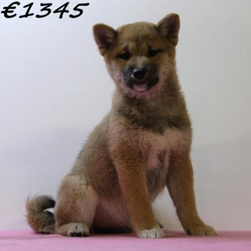 Shiba Inu pups – trots, energiek en onafhankelijk!, Dieren en Toebehoren, Honden | Poolhonden, Keeshonden en Oertypen, 15 weken tot 1 jaar
