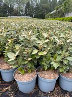 Elaeagnus ebbingei, Haagplant