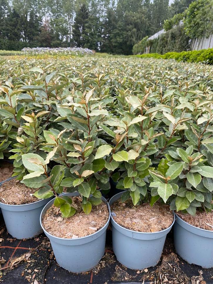 Elaeagnus ebbingei, Haagplant, Tuin en Terras, Planten | Struiken en Hagen, Struik, Ophalen