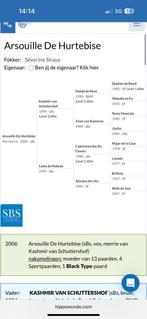 Bewezen fokmerrie met topafstamming (SBS), Dieren en Toebehoren, Merrie