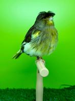 2 Gloster vrouwtjes beschikbaar, Dieren en Toebehoren, Vogels | Kanaries, Vrouwelijk