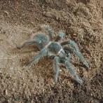 Lasiodora parahybana juveniele., Dieren en Toebehoren