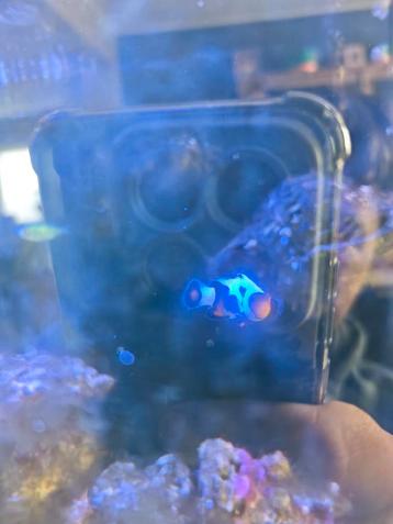 Complete levende haven zeeaquarium  beschikbaar voor biedingen