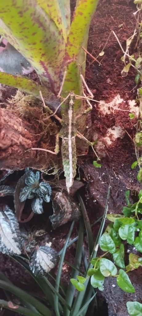 Wandelende tak,Sungaya inexpectata, Dieren en Toebehoren, Insecten en Spinnen, Wandelende tak