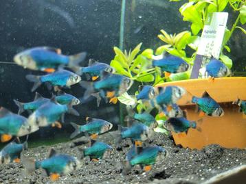 Hobbyaquarium Puntigrus Tetrazona Green / Groene Sumatraan beschikbaar voor biedingen
