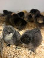 Zijdehoen kriel met baard kuikens, Sexe inconnu, Poule ou poulet