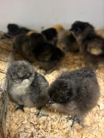 Zijdehoen kriel met baard kuikens, Sexe inconnu, Poule ou poulet