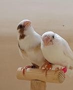 koppel wit  maal bruin wit getekende japanse meeuwtjes, Animaux & Accessoires, Oiseaux | Oiseaux Autre, Plusieurs animaux, Oiseau tropical