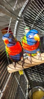 Koppel Lori (dna certificaat), Dieren en Toebehoren, Vogels | Parkieten en Papegaaien