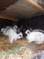 Nest gewone vlinderkonijnen, Meerdere dieren, Middelgroot, 0 tot 2 jaar