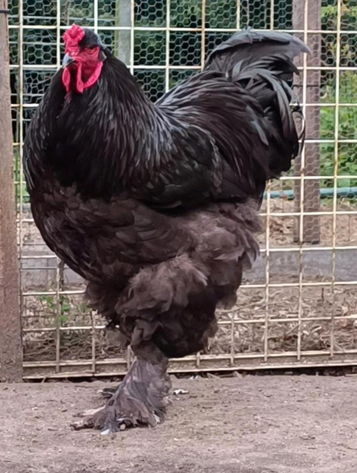 Kit d'élevage Brahma Hedgehoender Blue - Black à vendre, Animaux & Accessoires, Volatiles