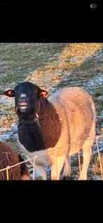 Dorper bok van 2j, Animaux & Accessoires, Moutons, Chèvres & Cochons