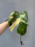 Monstera aurea, Ophalen of Verzenden