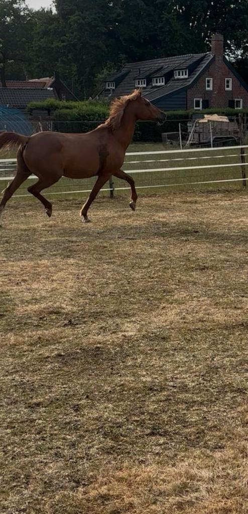 Leuke merrie, Dieren en Toebehoren, Paarden en Pony's | Dekhengsten en Fokmerries, Merrie