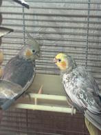 Mannelijke en vrouwelijke valkparkieten, Dieren en Toebehoren, Mannelijk