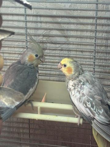 Mannelijke en vrouwelijke valkparkieten beschikbaar voor biedingen