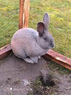 Vlaamse reus blauw ram