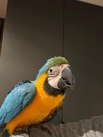 Ara, Animaux & Accessoires, Plusieurs animaux, Perroquet, Parleur