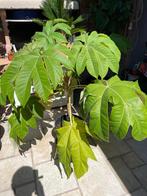 Tetrapanax, Tuin en Terras, Planten | Tuinplanten, Volle zon, Vaste plant, Herfst, Ophalen