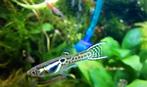 Endler Guppy Tiger * Oudenburg, Dieren en Toebehoren, Vissen | Aquariumvissen, Vis