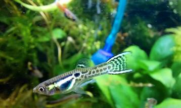 Endler Guppy Tiger * Oudenburg beschikbaar voor biedingen
