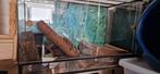 Terrarium voor muizen of dwerghamster., Dieren en Toebehoren, Gebruikt, Hok, Hamster, 75 tot 110 cm
