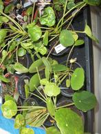 Pannekoekenplant of Pilea peperomioides, Huis en Inrichting, Kamerplanten, Ophalen, Overige soorten, Halfschaduw, Minder dan 100 cm