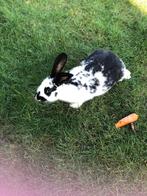 Konijn vlinder konijn konijnen vlinderkonijn, Dieren en Toebehoren