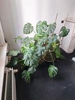 Kamerplant grote monstera, Huis en Inrichting, Kamerplanten, Ophalen