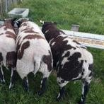 2stuks Bagger bonte rammen te koop, Dieren en Toebehoren, Mannelijk, Schaap, 0 tot 2 jaar