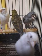 Raza Español 45€ le couple, Dieren en Toebehoren, Vogels | Kanaries